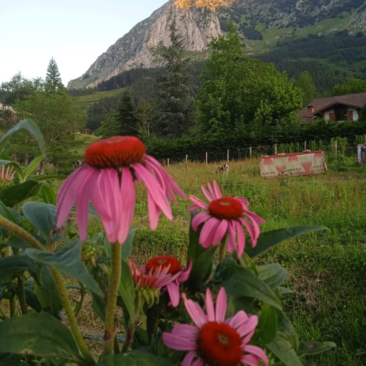 Margaritas rosas en el bosque comestible