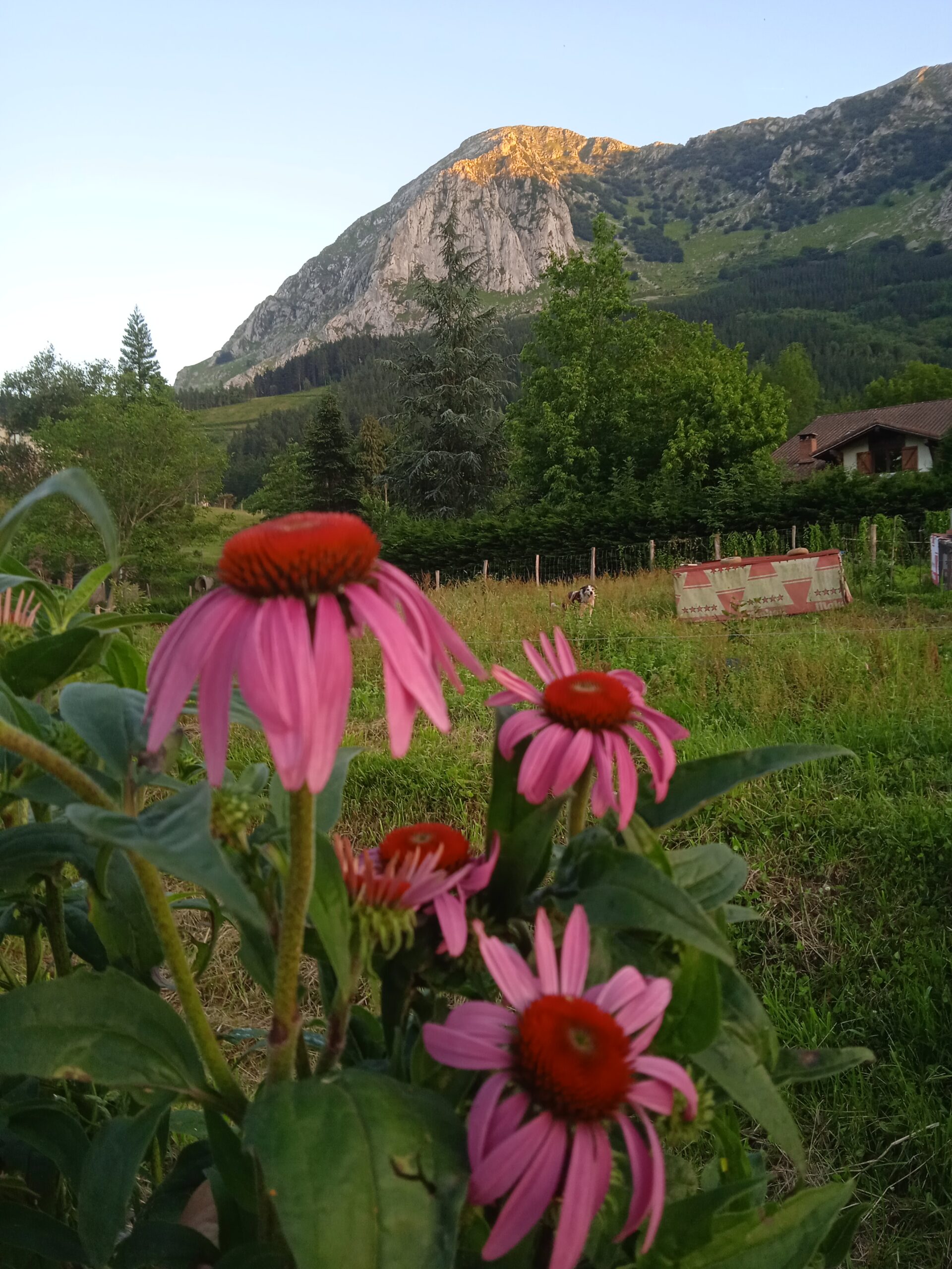 Margaritas rosas en el bosque comestible