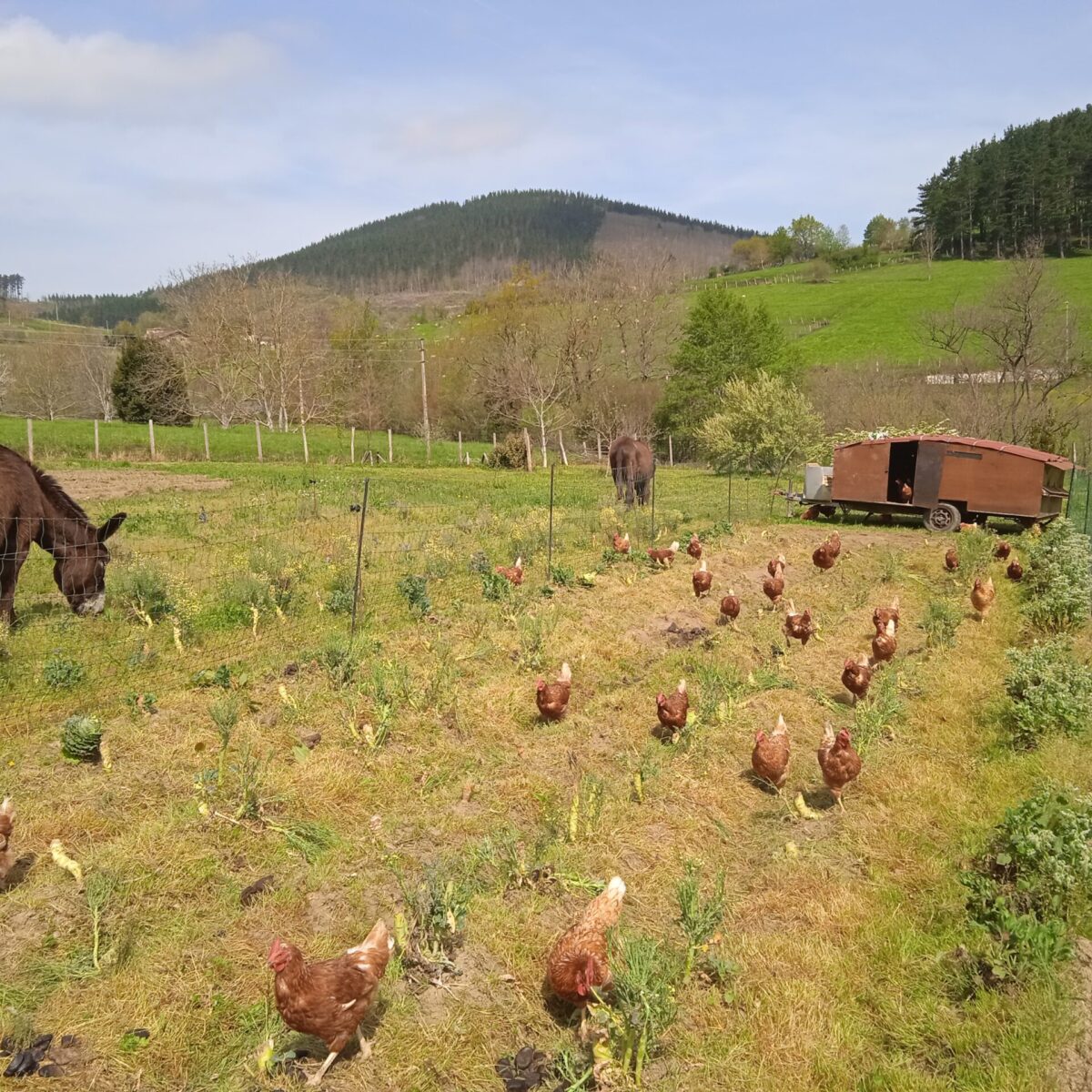 Huerta de Baserri biezko con animales