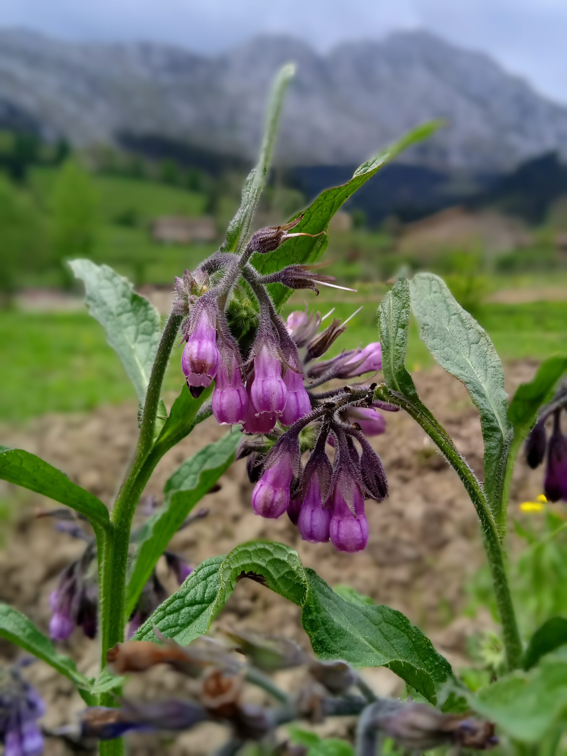 Bosque comestible árboles