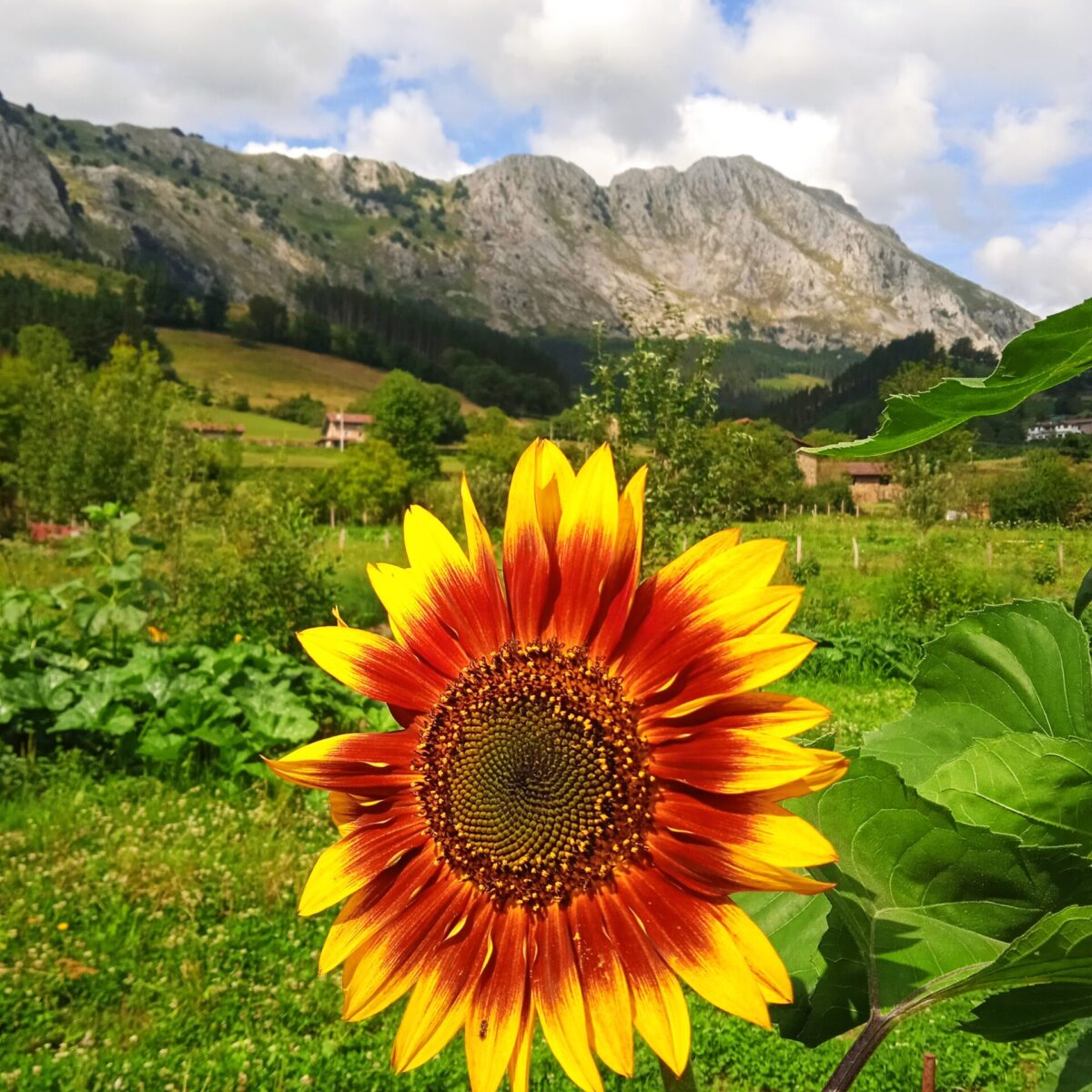 Bosque comestible árboles