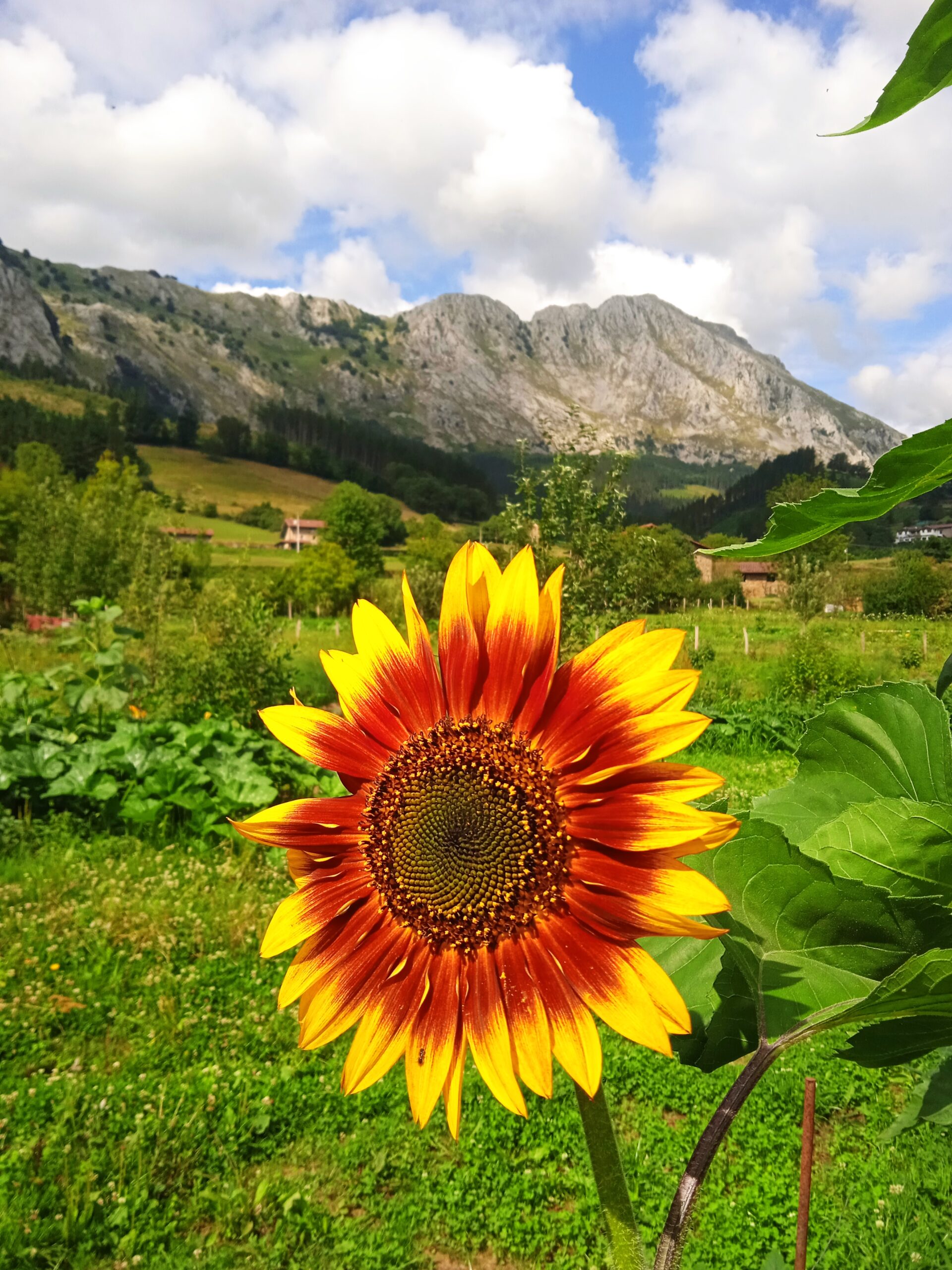 Bosque comestible árboles