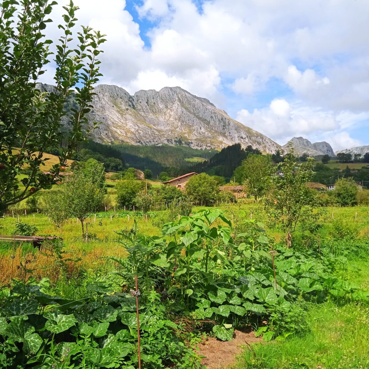 Bosque comestible árboles