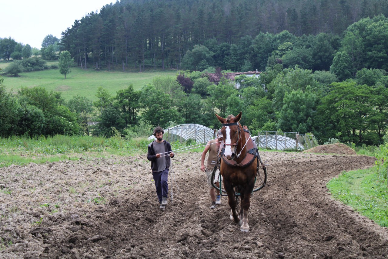 Trabajando la huerta con animales
