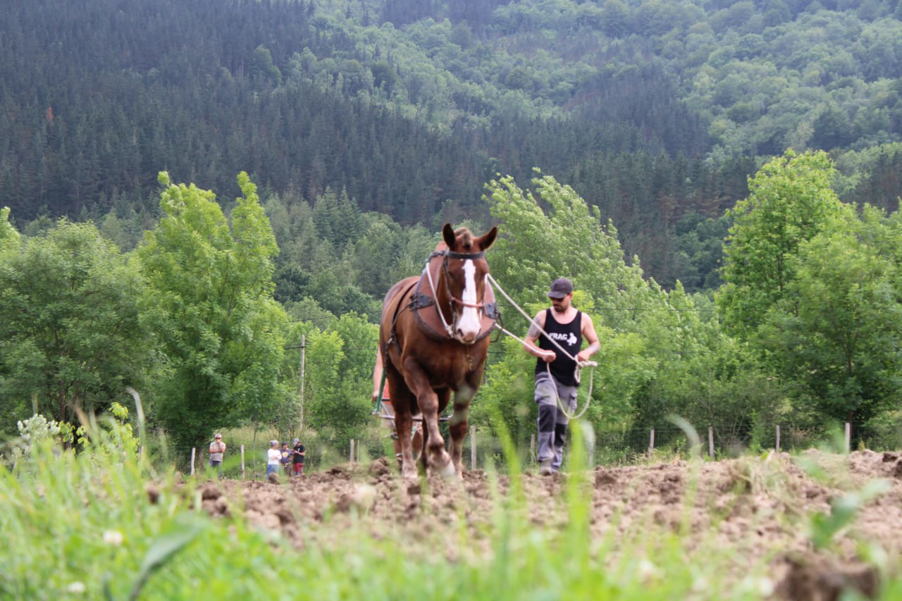 Trabajando en la huerta arando con un caballo