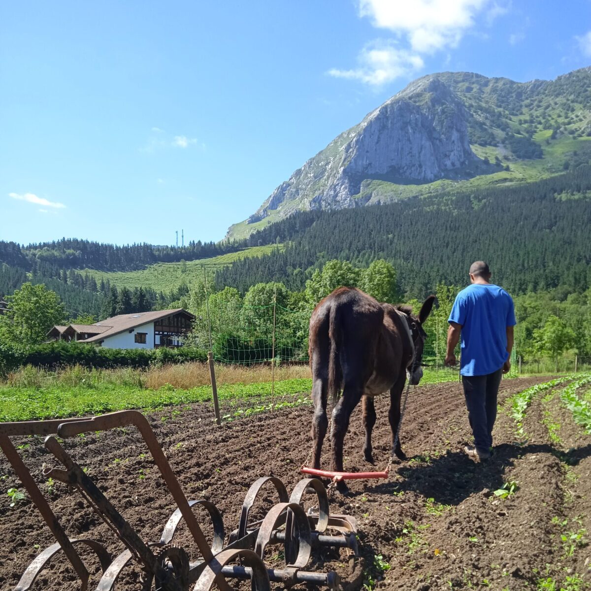Huerta Biezko. Tracción animal.