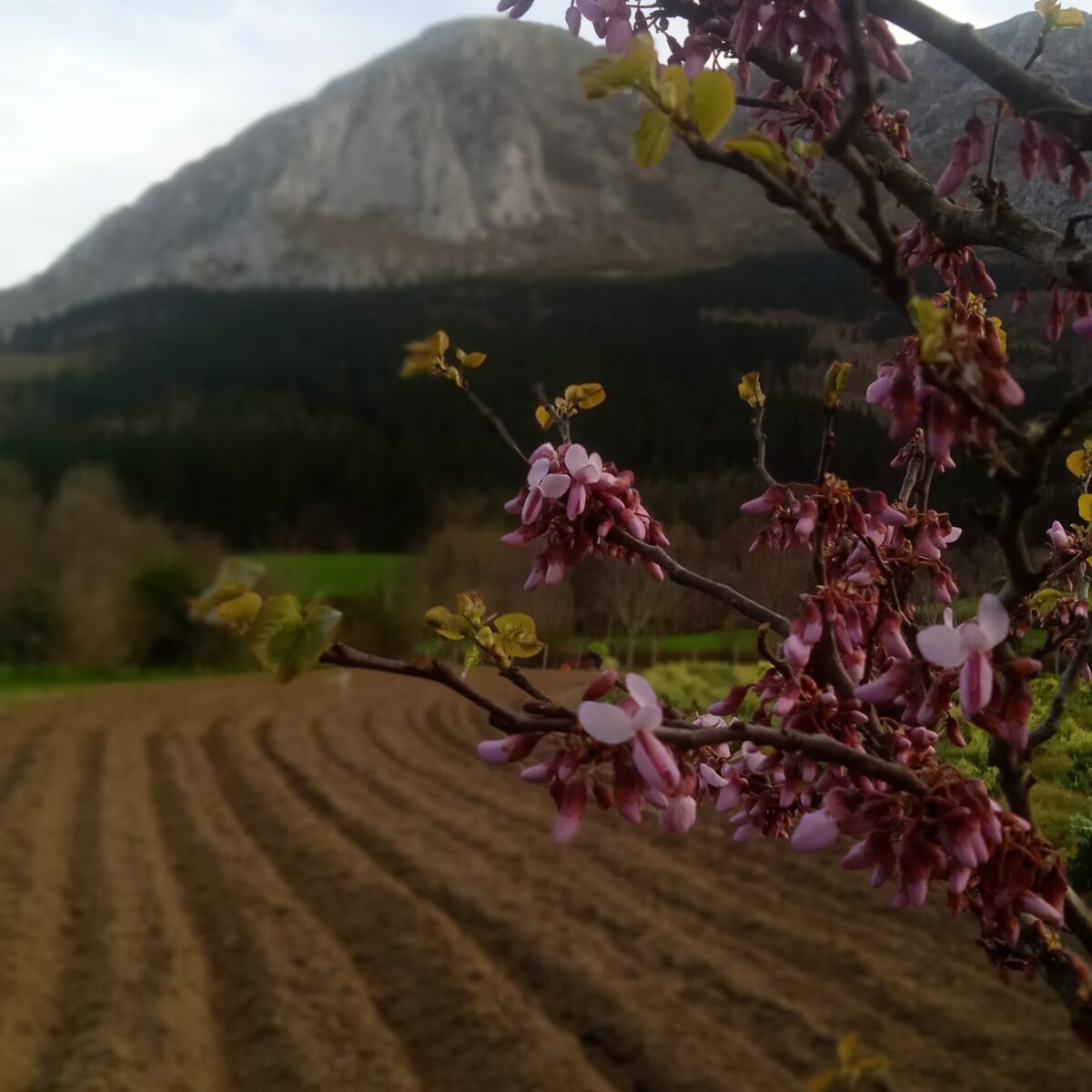 Bosque comestible en Biezko Baserria