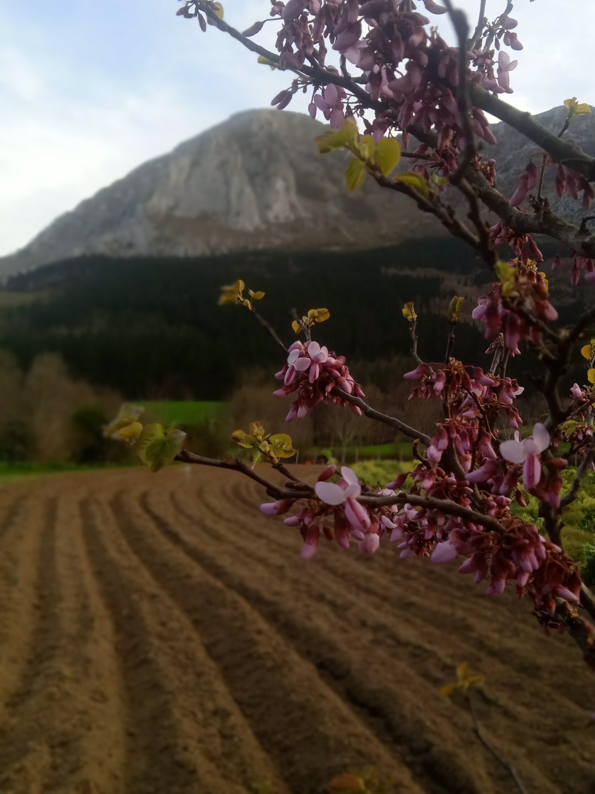 Bosque comestible en Biezko Baserria