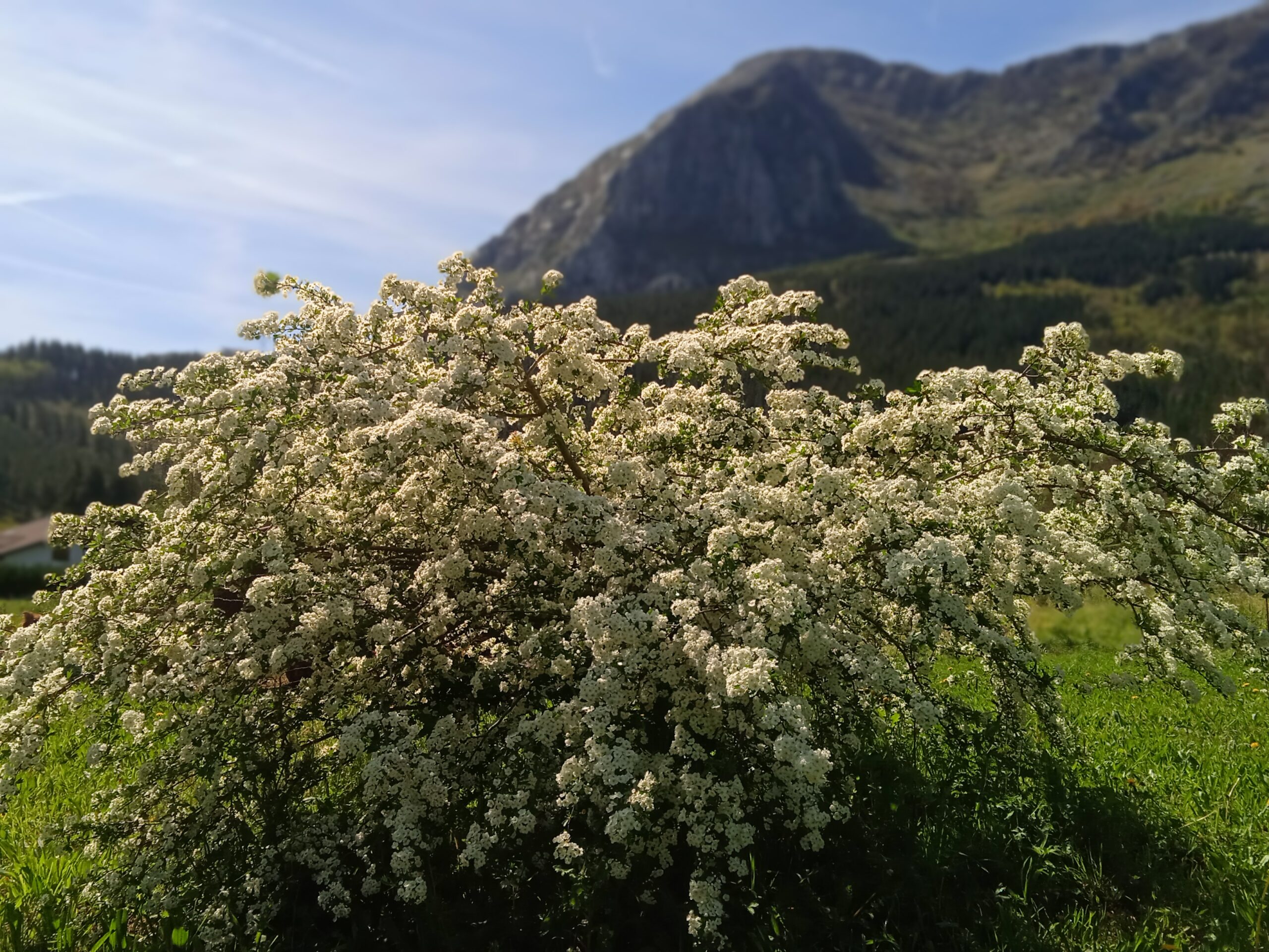 Bosque comestible en Biezko Baserria