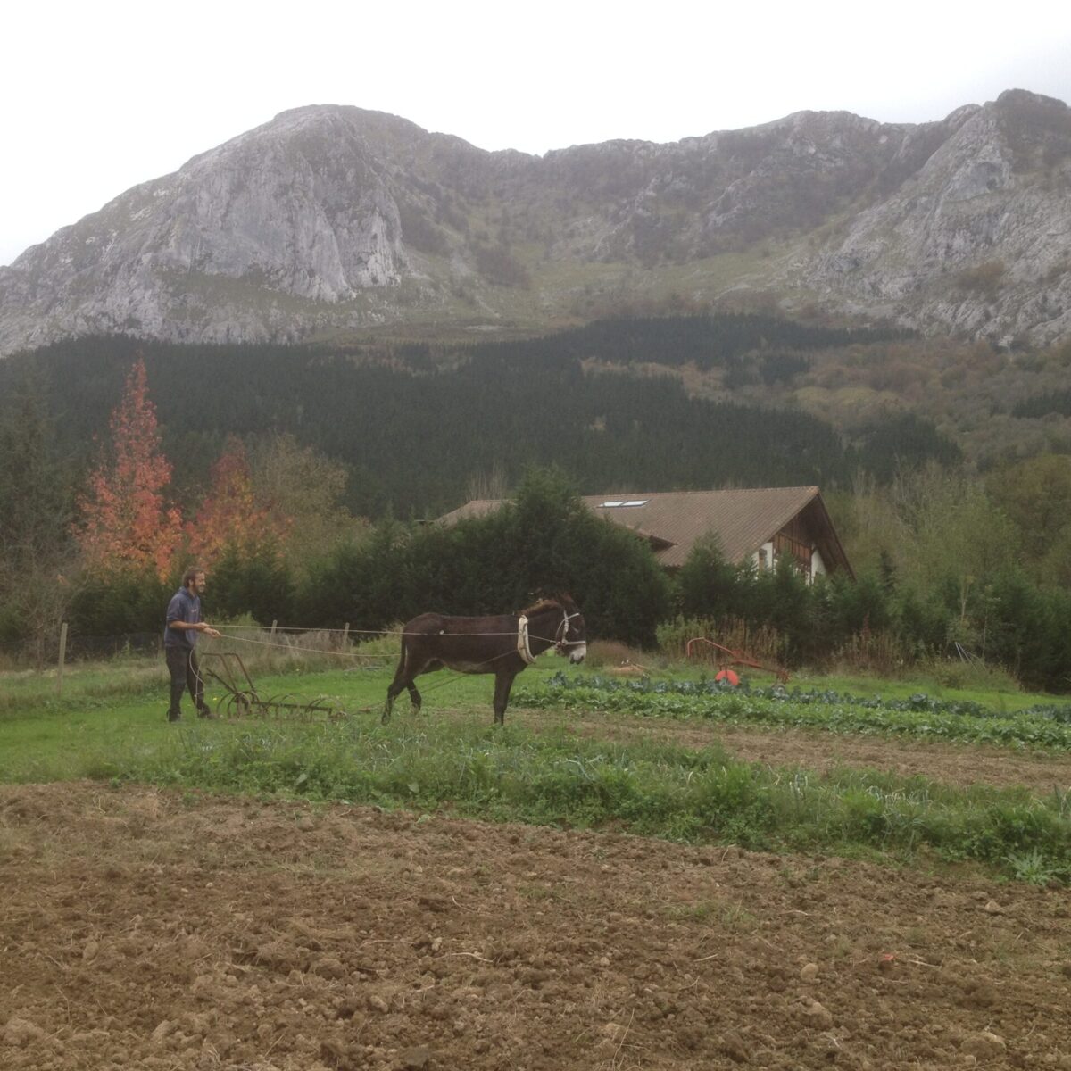Biezko. Tracción animal, arado.