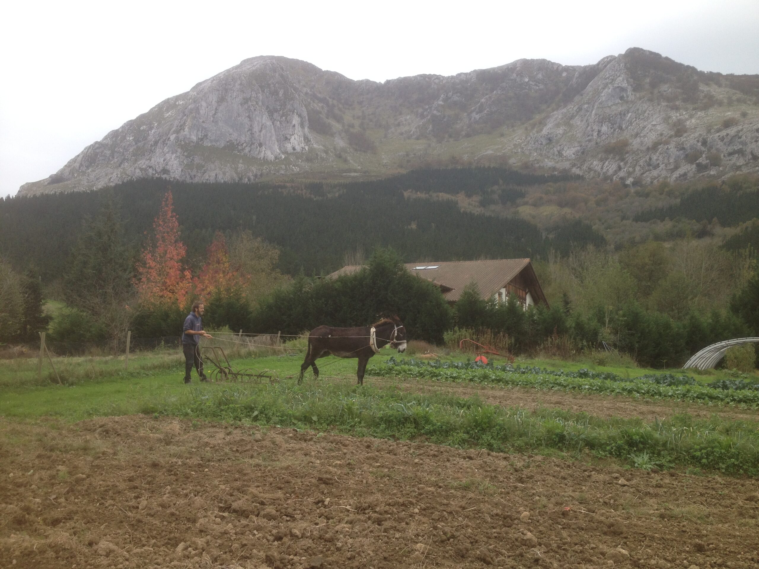 Biezko. Tracción animal, arado.