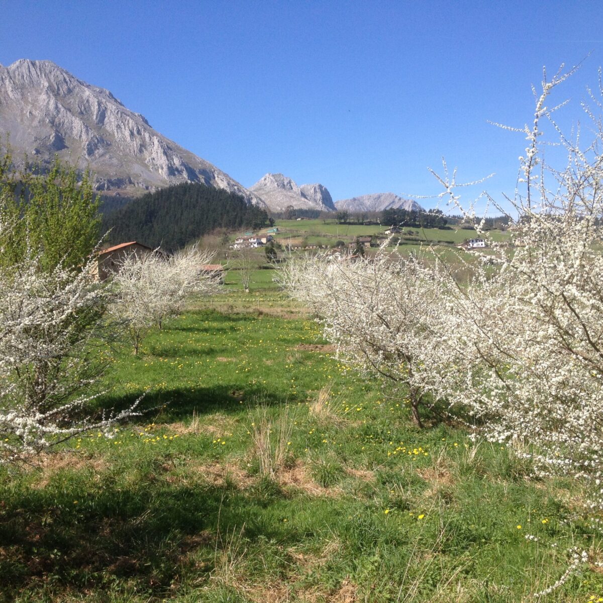 Bosque comestible en Biezko Baserria