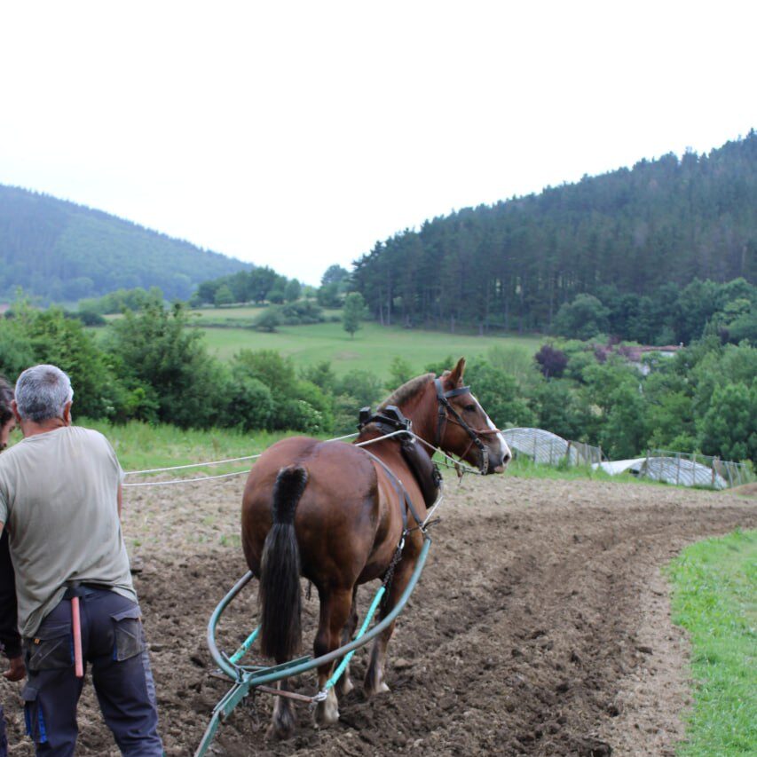 Huerta Biezko. Tracción animal.