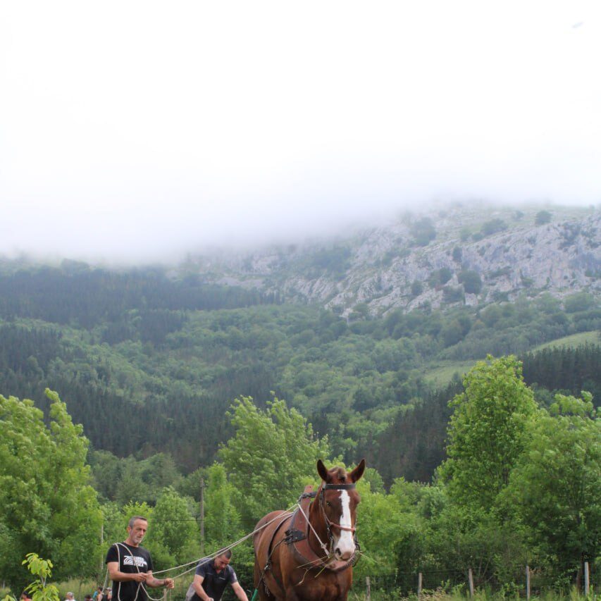 Huerta Biezko. Tracción animal.